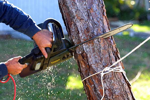 Professional Tree Care in Madison, OH