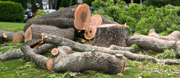 Best Arborist Consultation Services  in Madison, OH